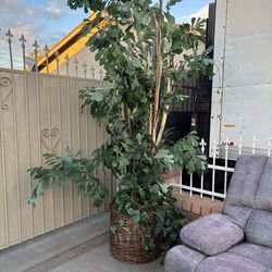 Tall plant