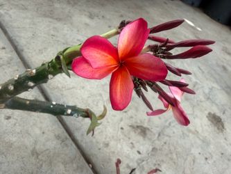 Cutting plumeria