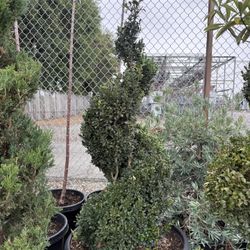 Boxwood Spiral  