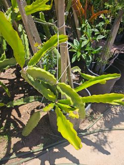 Dragonfruit