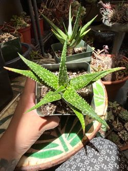 Aloe mcloughlinii/Dire Dawa
