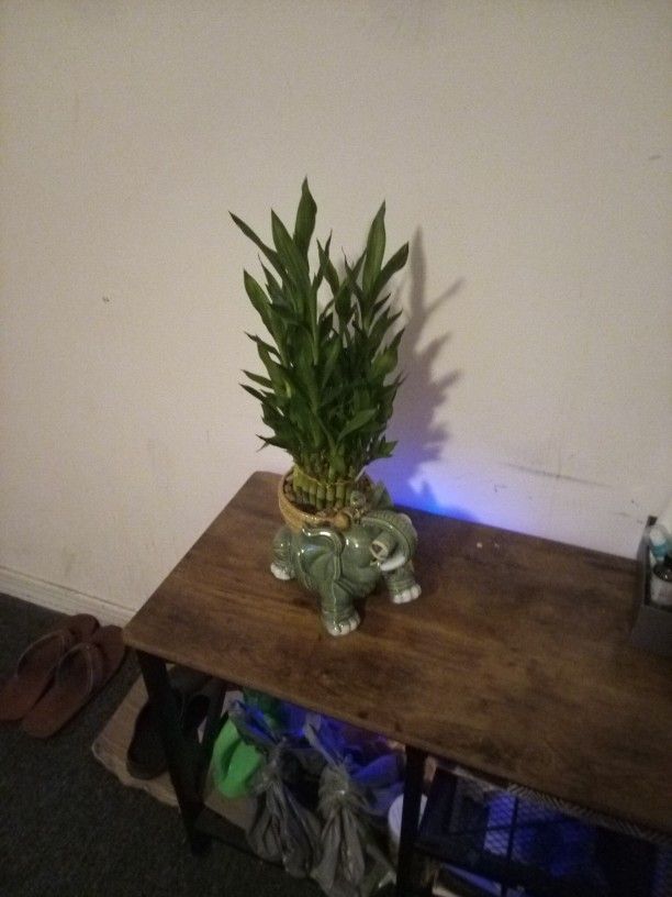 Bamboo Lucky In Door Plant