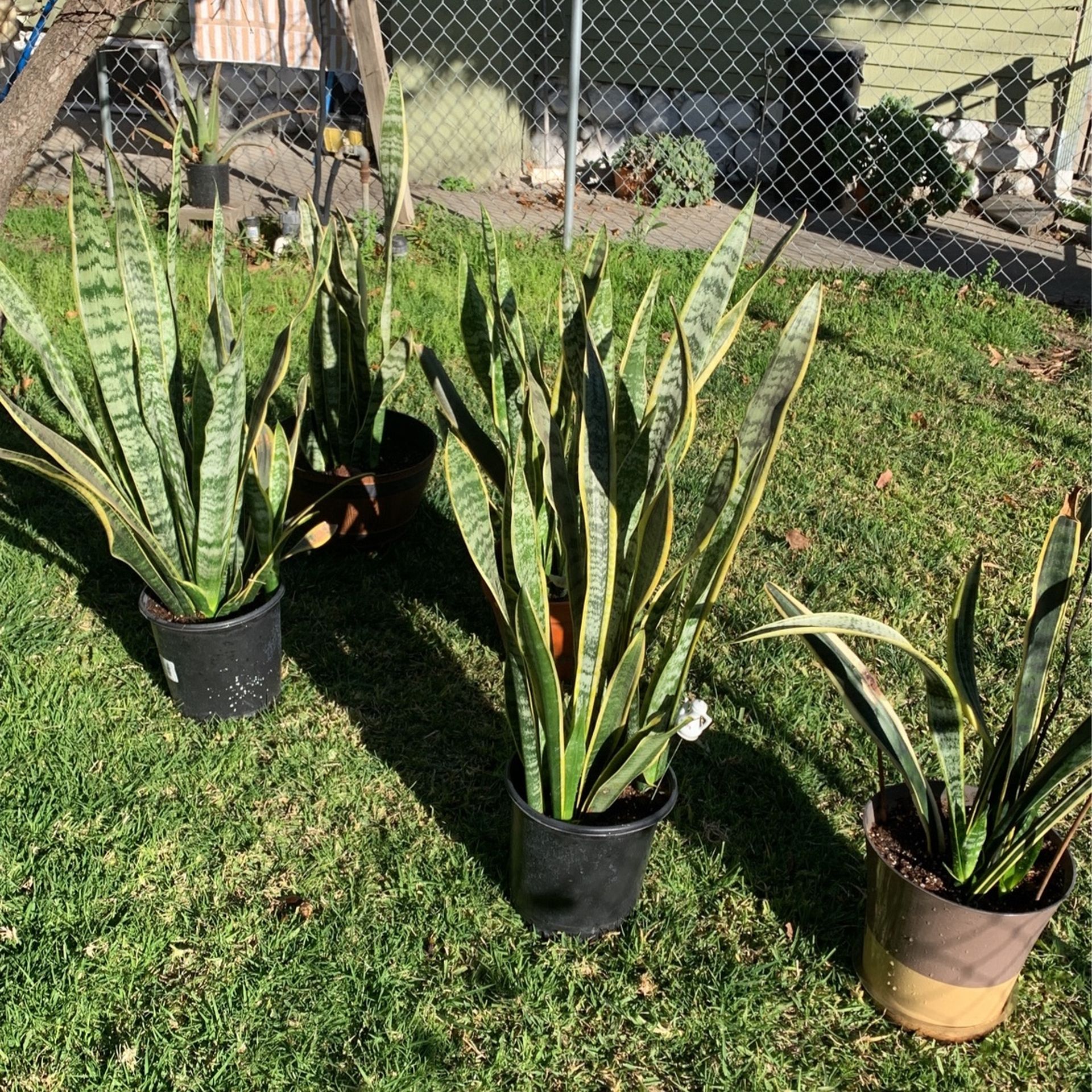 Plantas Lengua De Suegra ( Mother -in- Law Tongue