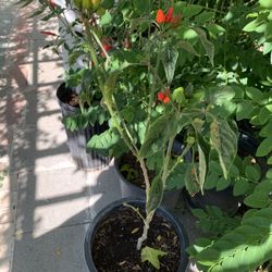 Chili Plant