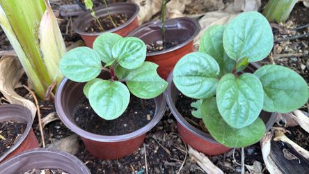Malabar Spianch plants in North Phoenix