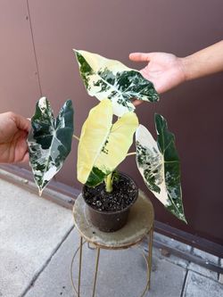 6” variegated Alocasia Frydek
