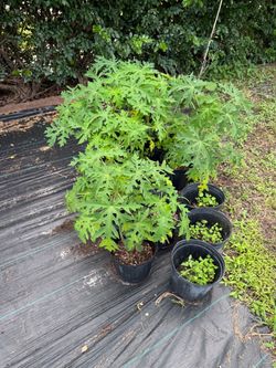 Papaya Trees