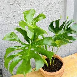 Beautiful Large Monstera Live Plant Home Decor Houseplant in Pot (Phoenix)