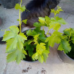 Cotton Candy Grape Vines