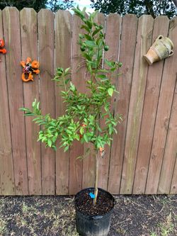 Dancy Tangerine tree with fruit