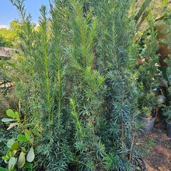 Podocarpus only $18 instant privacy hedge for fence