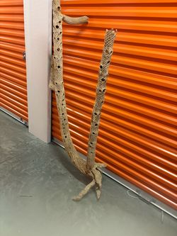 Large tall cactus skeleton