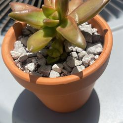 Succulent