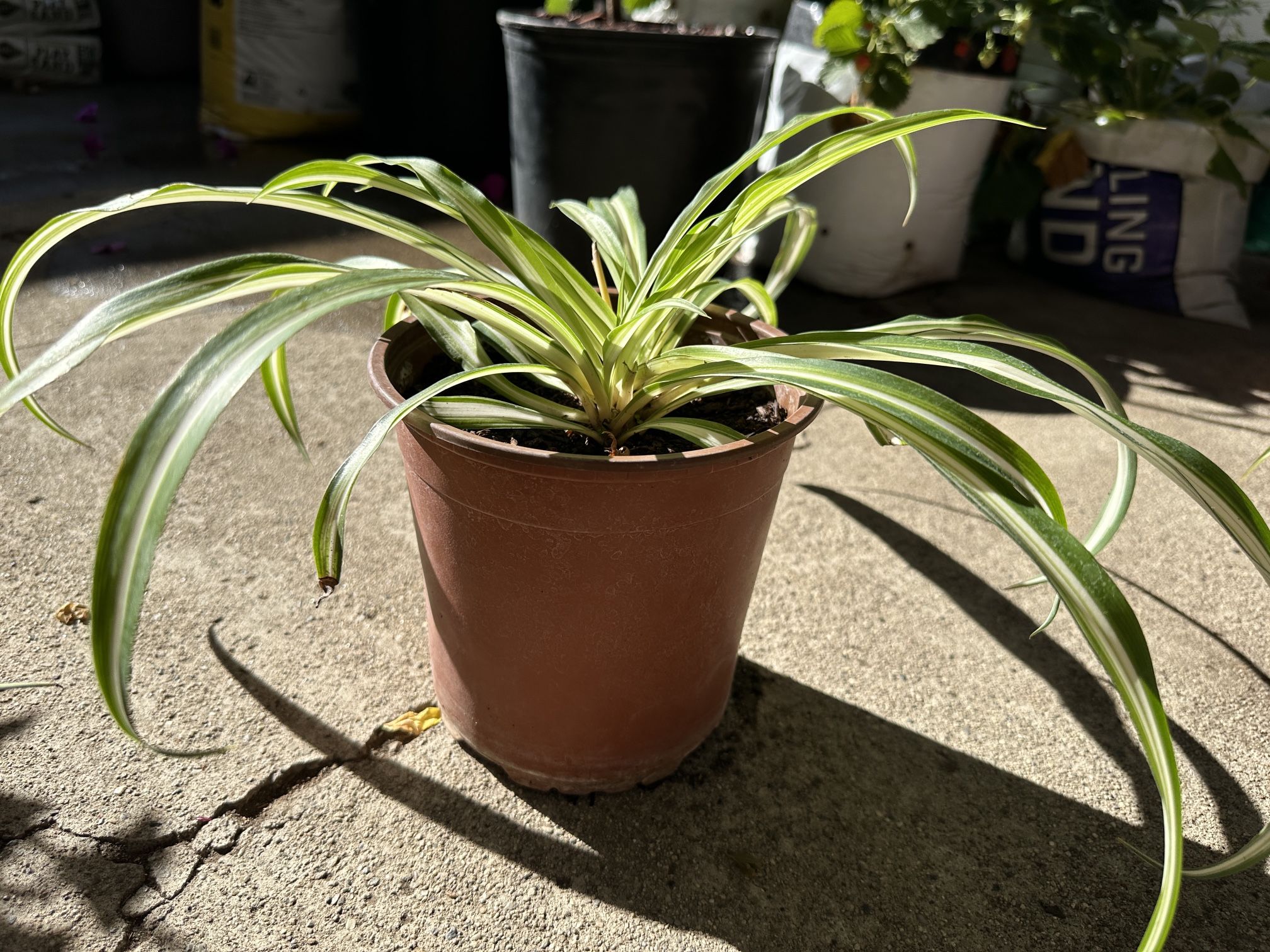 Spider Plant
