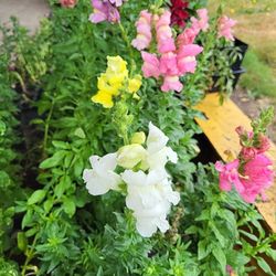 Rocket SNAPDRAGONS IN large & Medium Pots