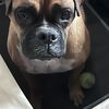 Ollie