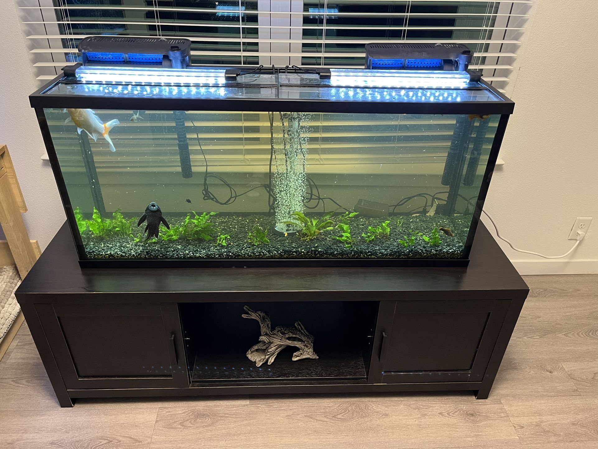 55 Gallon Freshwater Aquarium