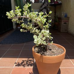 Variegated Jade Plant Succulent 