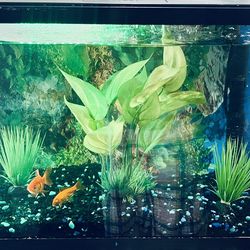15 Gallon Fish Tank