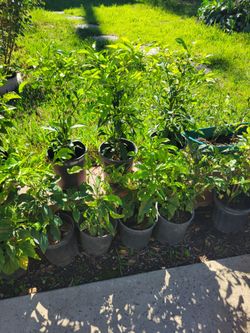 Sour   Orange   Tree