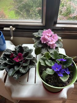 Vibrantly flowering African Violets