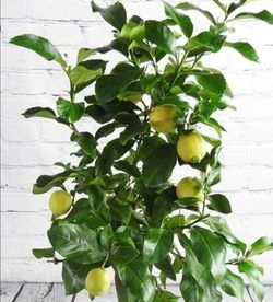 Lemon Trees