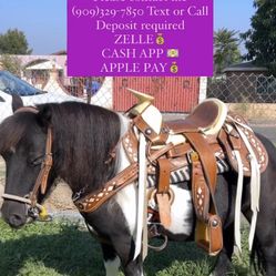 Saddle party With Pony
