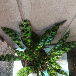 Rattlesnake Plant