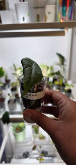 🍃 Alocasia Maharani B 🍃