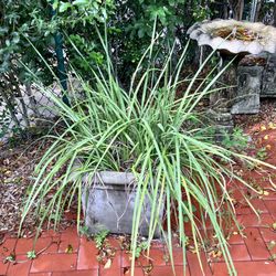 Grass Plant And Concrete Planter