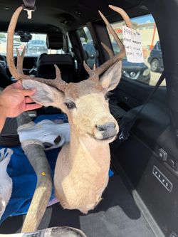 Authentic deer head