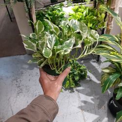 Pothos 'Pearl's And Jade'