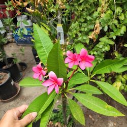 Plumeria