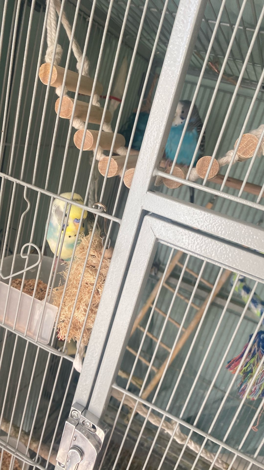 Two Parakeets One Male And One Female