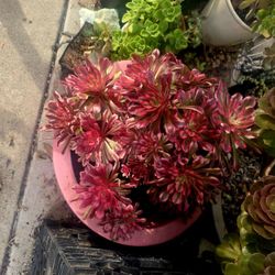 Giant Aeonium Cluster In A Pink XL Large Pot Valentines Gift? Pick Up In Upland 