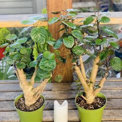 Price is each—Live indoor Fabian Aralia plant tree in a plastic planter pot—firm price