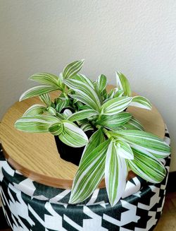 Tradescantia Albovittata Pistachio White