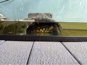 Free turtle