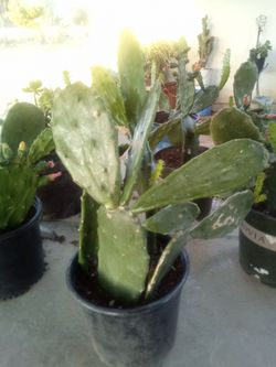 Large Blooming Prickly Pear Cactus in Pot – Rare Variety, Actively Flowering!