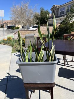 Plants $15 Each