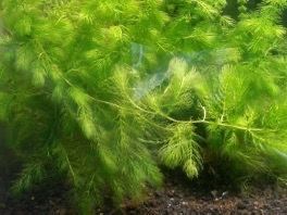 Hornwort