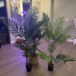Big Plants Home Decor