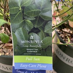 Manhattan Euonymus Shrub 