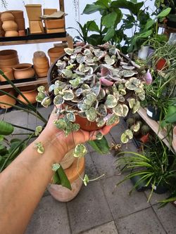 6" Variegated String Of Hearts 💕