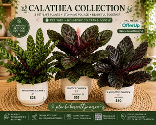 🌿 Premium Calathea Collection | Peacock (Flowering), Black Dottie & Rattlesnake