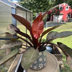 Philodendron prince Of Orange