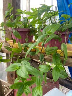 Tradescantia Plant 🌱