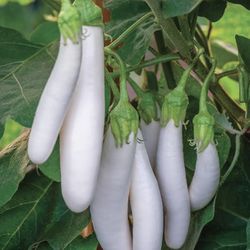 Eggplant, White Knight

Seedling 