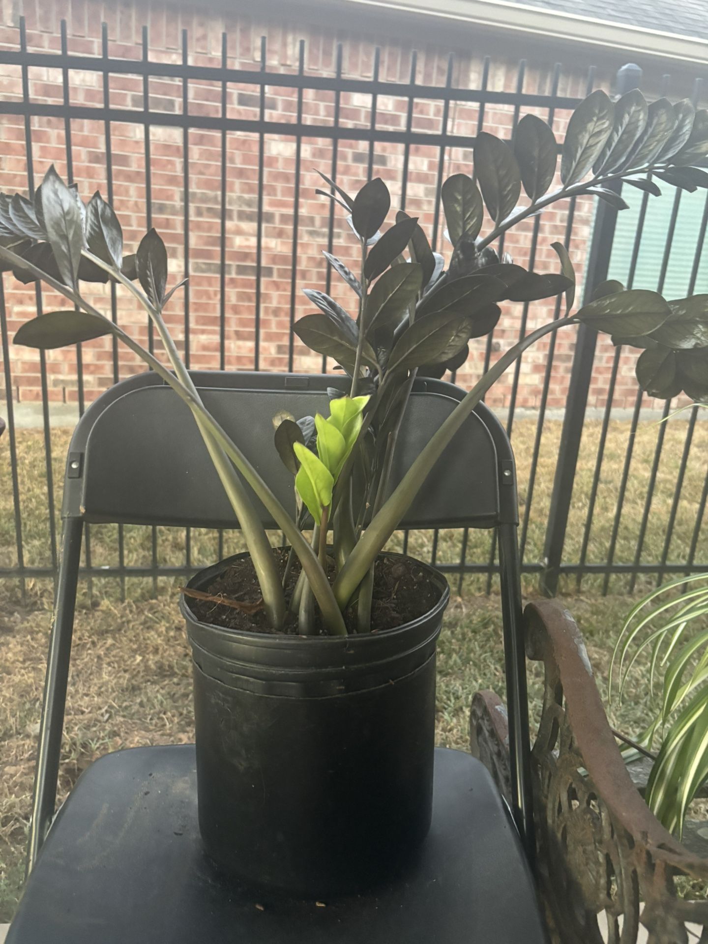 ZZ Plant In Black Plastic Pot