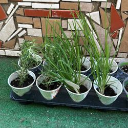 Rosemary And. Achieve